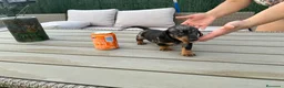Teckel Miniatura perros en venta: Teckel miniatura  - Anuncio 6