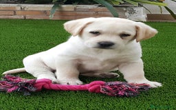 Labrador Retriever perros en venta: Cachorros labrador amarillo top - Imagen 7