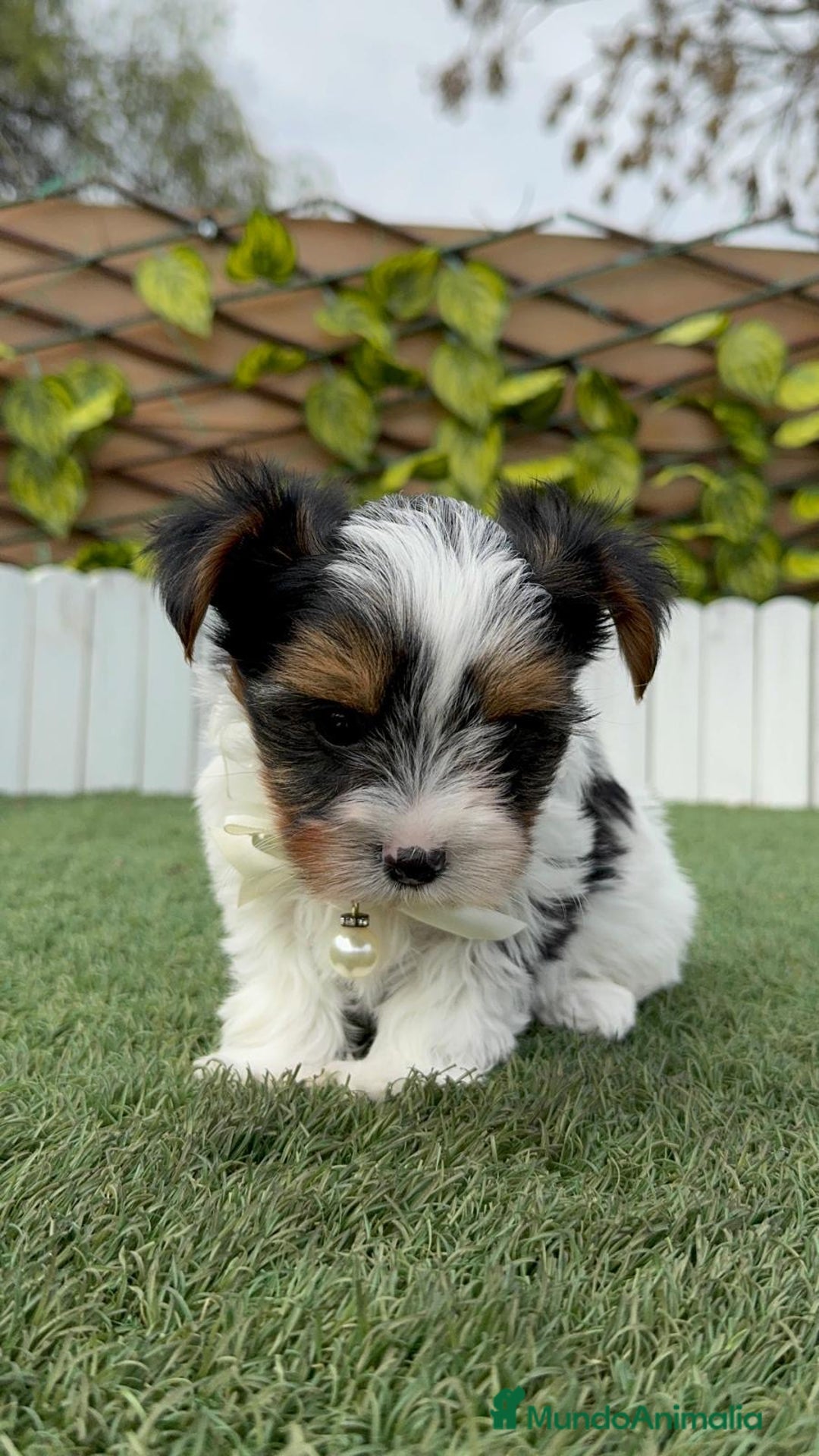 Yorkshire Terrier perros en venta: YORKSHIRE BIEWER - Anuncio 5