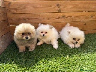 Pomerania perros en Barcelona - Anuncio 42