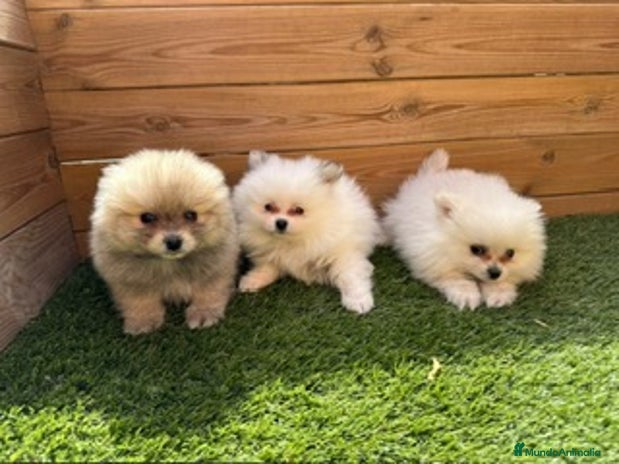Pomerania perros en Barcelona - Anuncio 19
