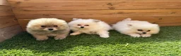 Pomerania perros en venta: POMERANIAS en Barcelona - Anuncio 1