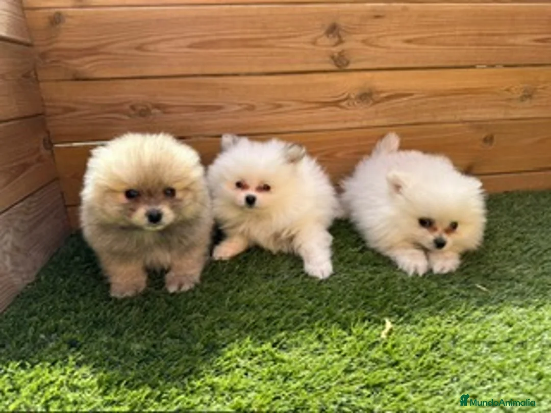Pomerania perros en venta: POMERANIAS en Barcelona - Anuncio 1