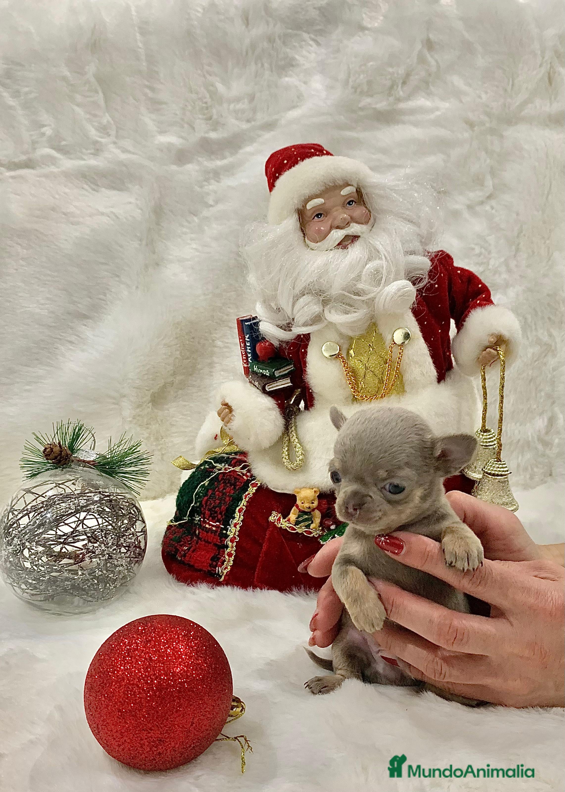 Chihuahua perros Chihuahua hembras y machoa color lilac - Anuncio 2