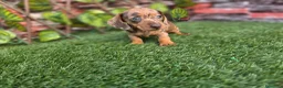Teckel Miniatura perros en venta: TECKEL MINIATURA & KANNINCHEN ARLEQUIN - Anuncio 2