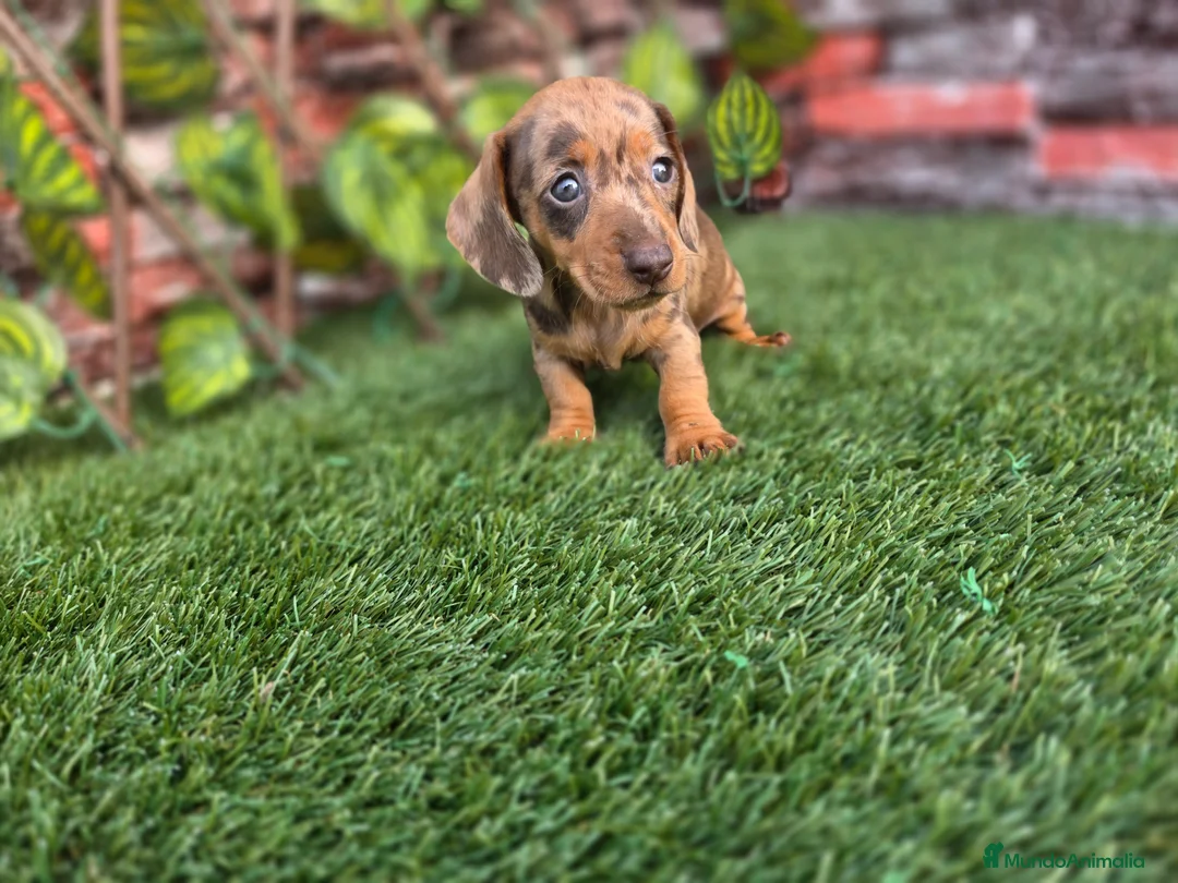 Teckel Miniatura perros en venta: TECKEL MINIATURA & KANNINCHEN ARLEQUIN - Anuncio 2