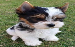 Biewer Yorkshire Terrier a la Pom Pon perros en venta: BIEWER - Imagen 1