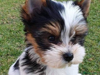 Biewer Yorkshire Terrier a la Pom Pon perros - Anuncio 1