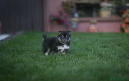 Pomsky perros en venta: Pomsky Toy F3 - Imagen 3