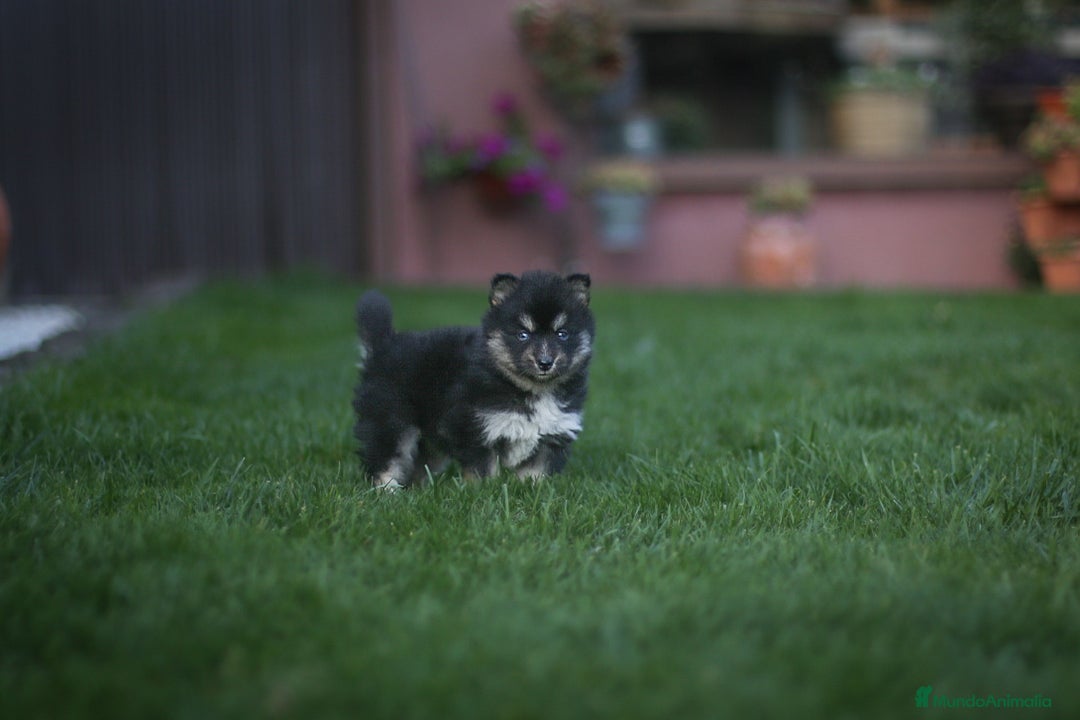 Pomsky perros en venta: Pomsky Toy F3 - Imagen 3
