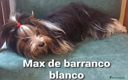 Biewer Yorkshire Terrier a la Pom Pon perros para monta: Biewer con pedigree - Imagen 6