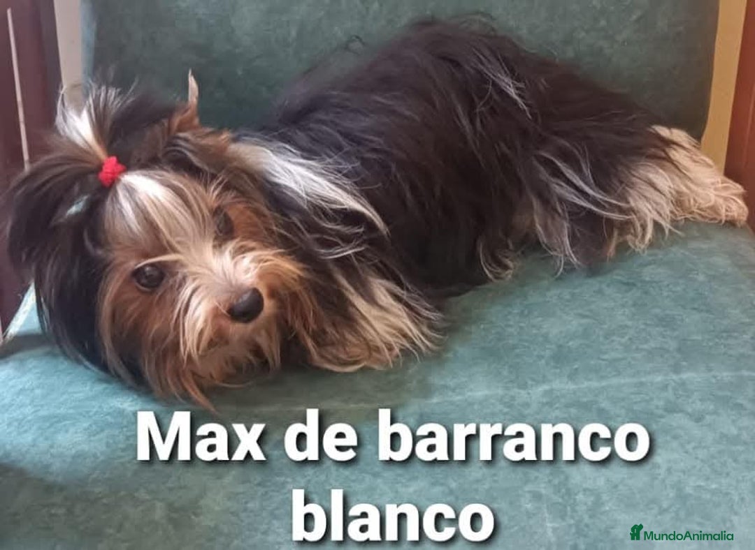 Biewer Yorkshire Terrier a la Pom Pon perros para monta: Biewer con pedigree - Imagen 6