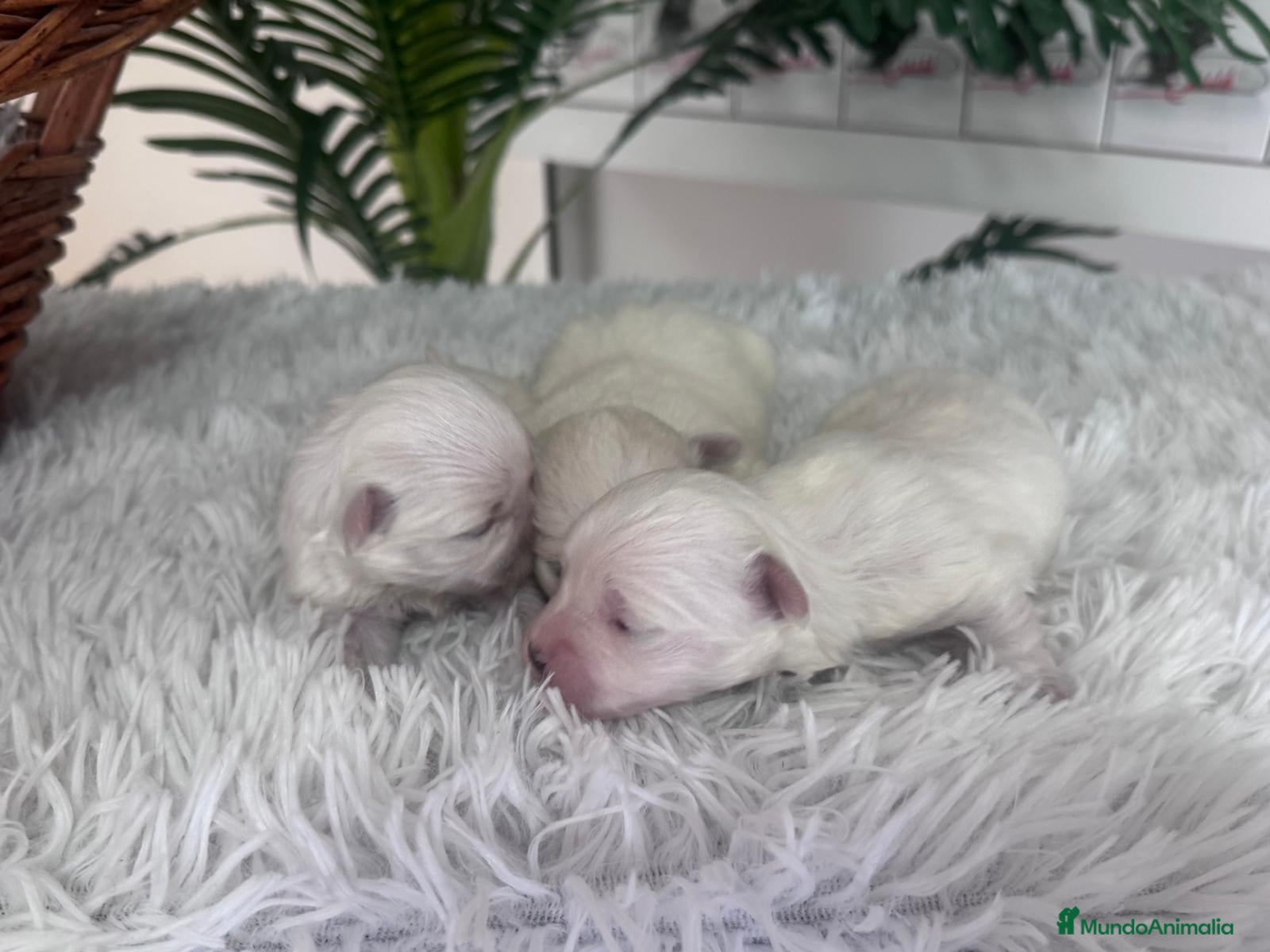 Bichón Maltés perros BICHON MALTES  - Anuncio 2