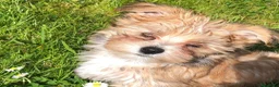 Morkie perros en venta: 🐶🤎 PRECIOSOS OSITOS MORKIE 🌸🤍 - Anuncio 2