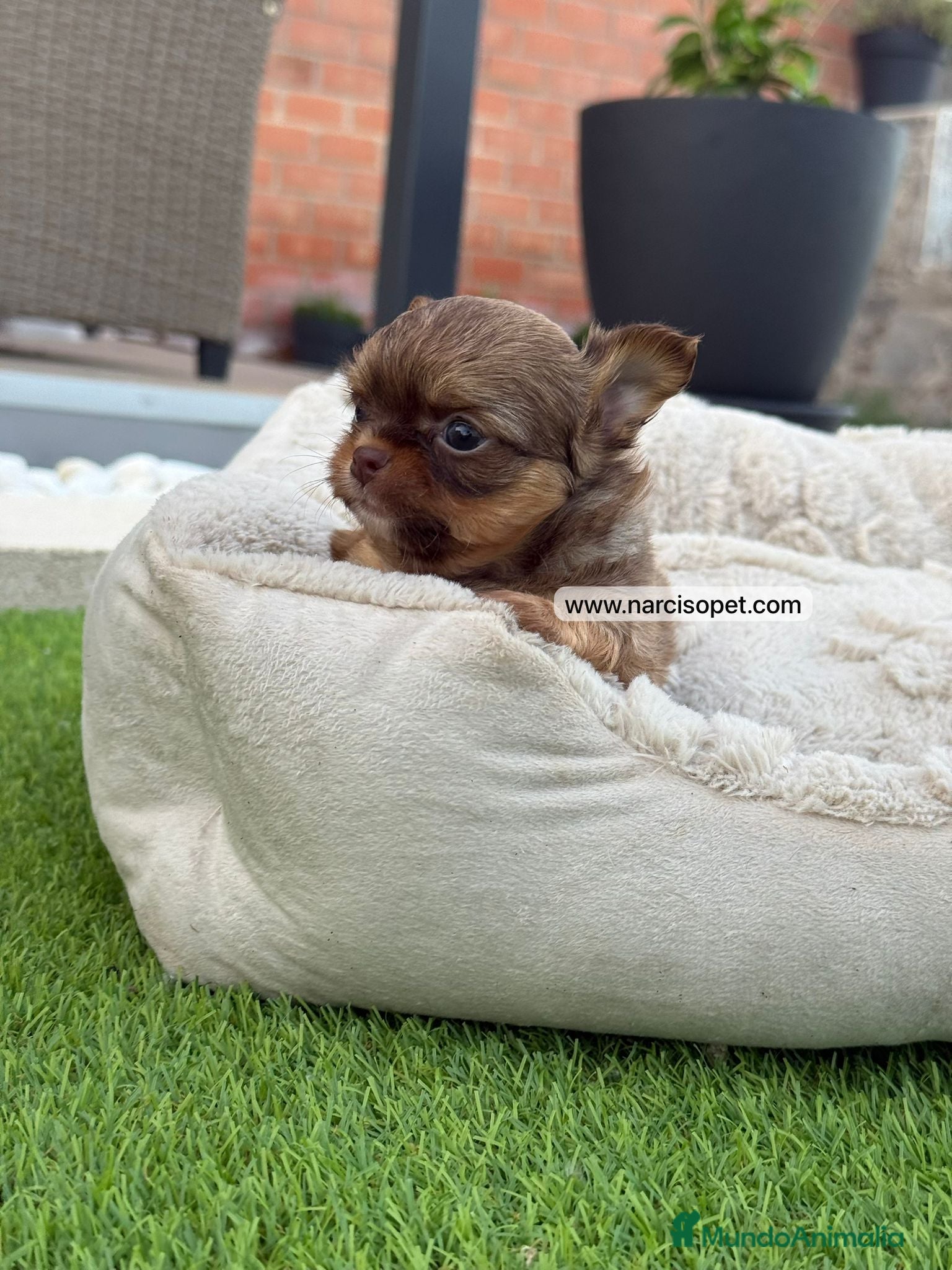 Chihuahua perros en venta: CHIHUAHUA PELO LARGO BICOLOR - Anuncio 7