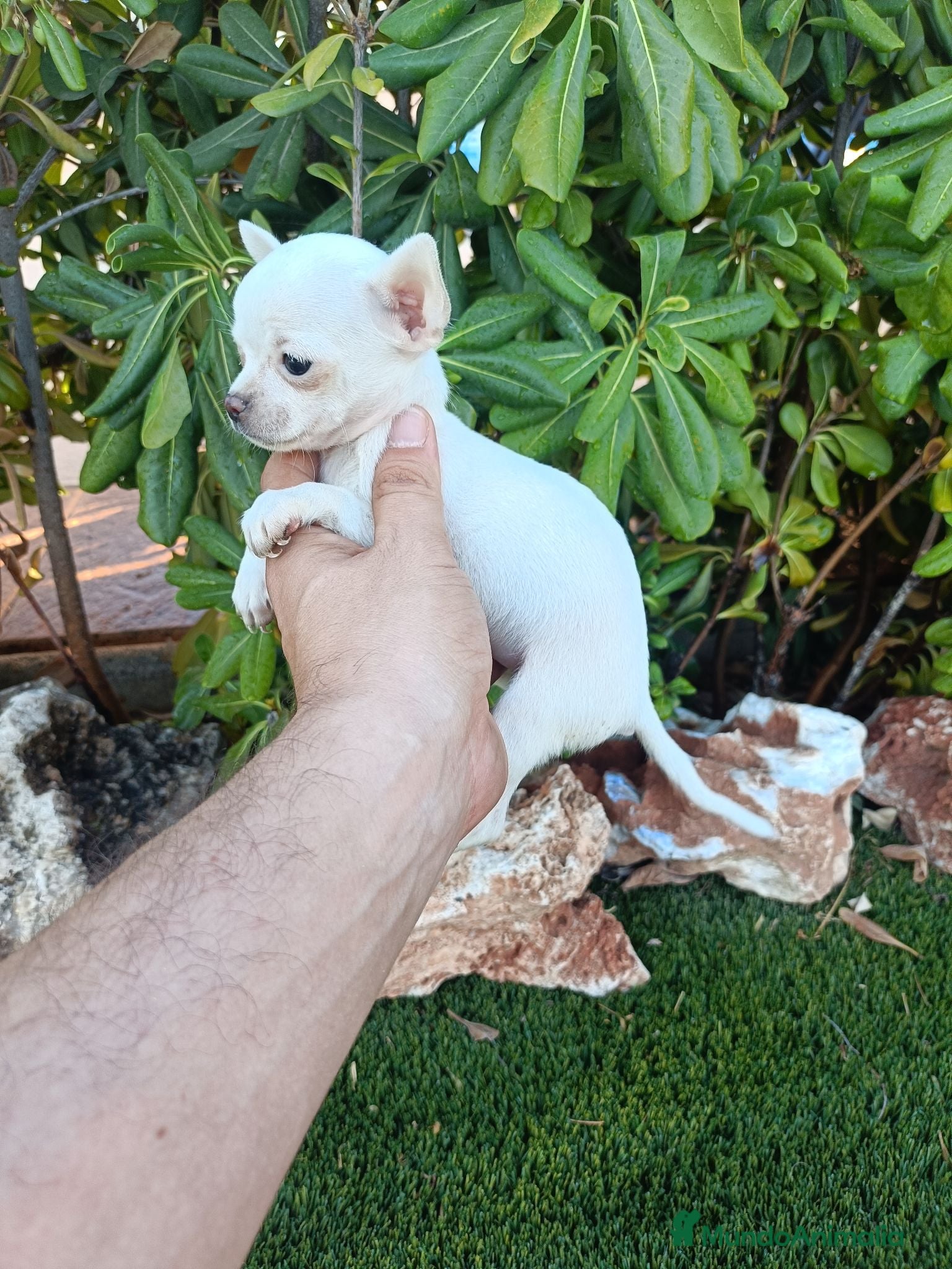 Chihuahua perros Hembrita Chihuahua Toy Blanca - Anuncio 2