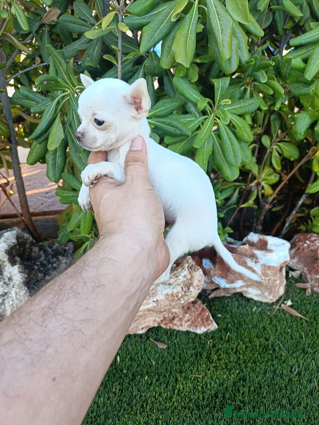 Chihuahua perros en venta: Hembrita Chihuahua Toy Blanca - Anuncio 1