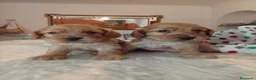 Cocker Spaniel Inglés perros en venta: Cachorros de spaniel inglés  - Anuncio 6