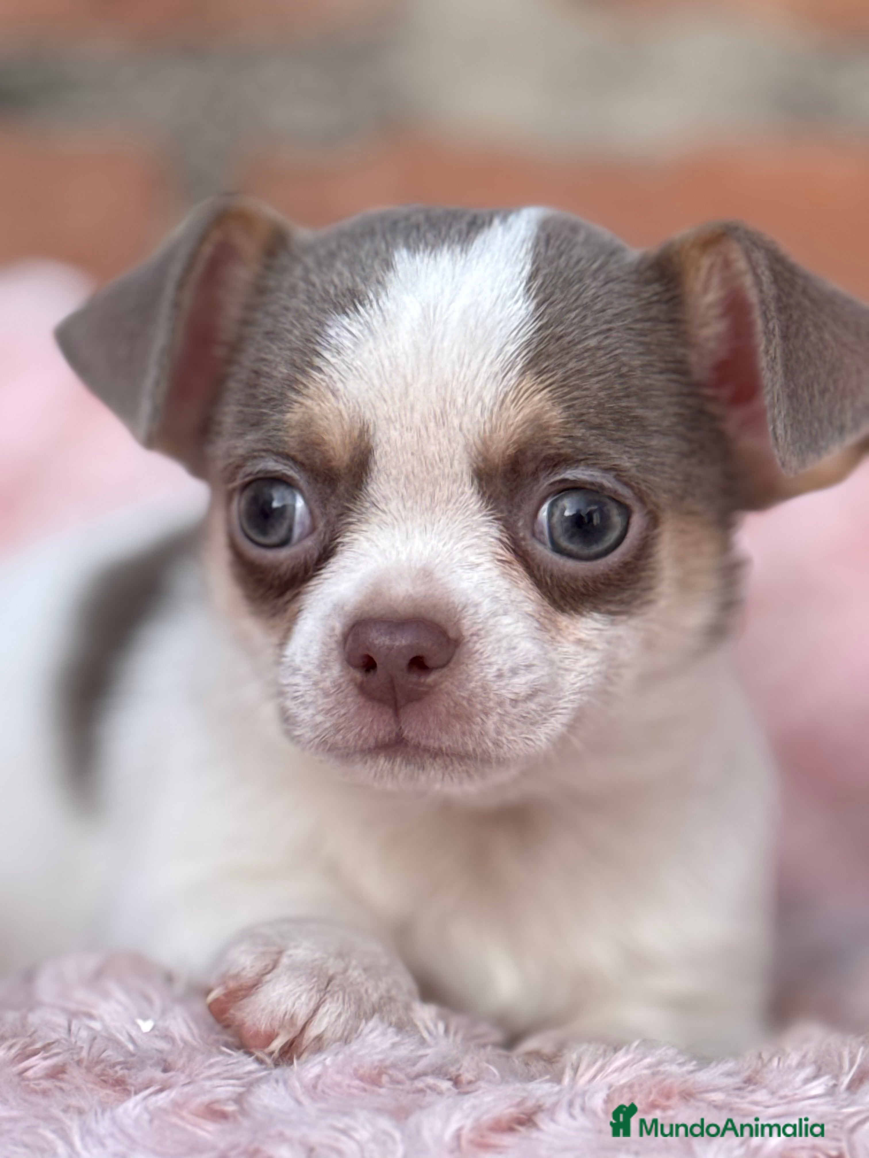 Chihuahua perros Chihuahuas estándar ojos azules  - Anuncio 25