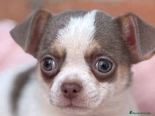Chihuahua perros Chihuahuas estándar ojos azules - Anuncio 6