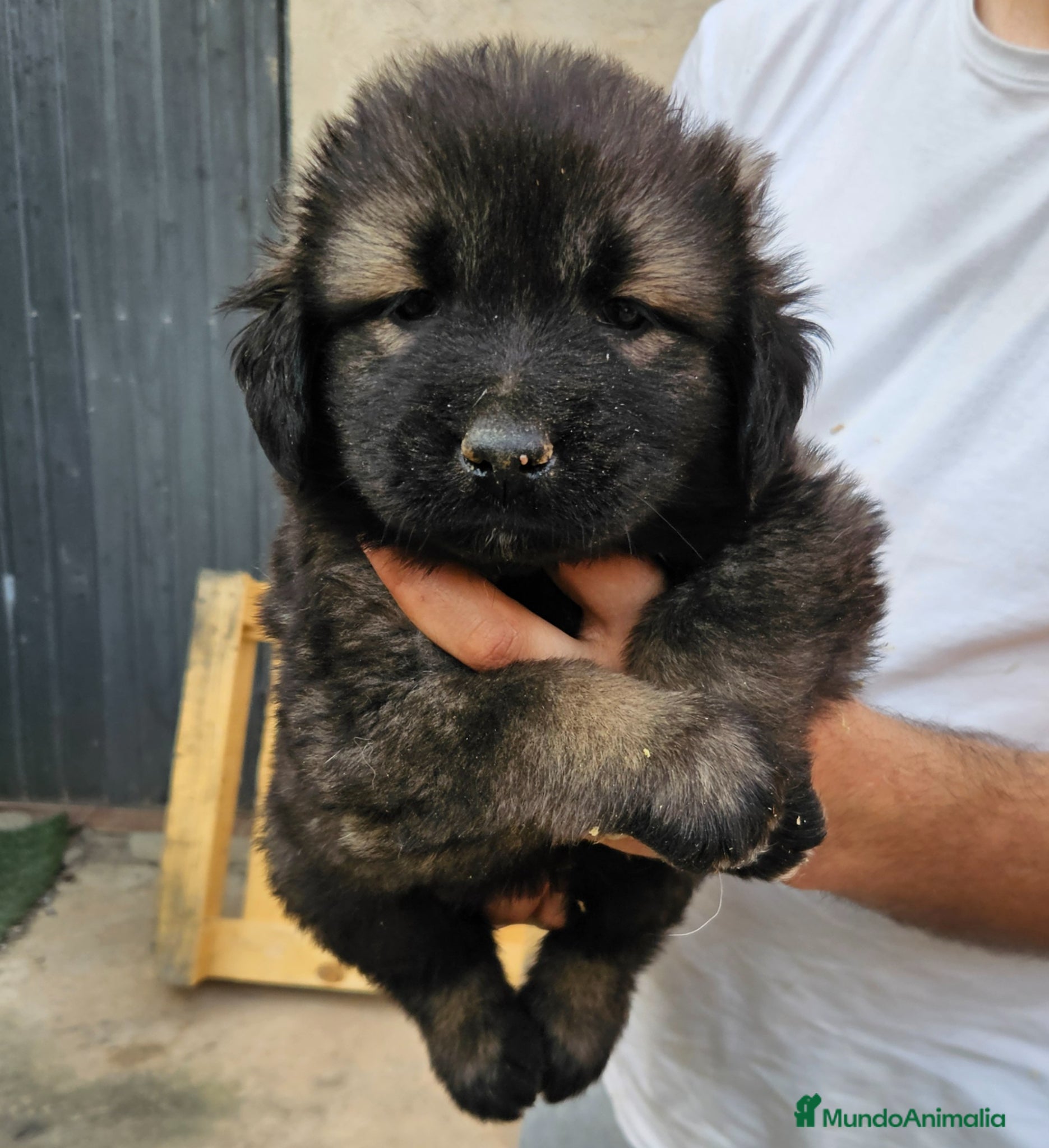 Pastor del Cáucaso perros Cachorro de pastor del caucaso - Anuncio 18