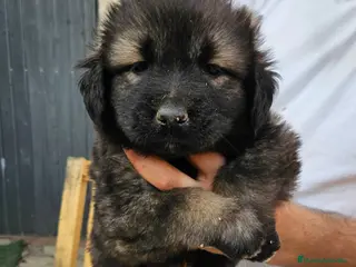 Pastor del Cáucaso perros Cachorro de pastor del caucaso - Anuncio 18