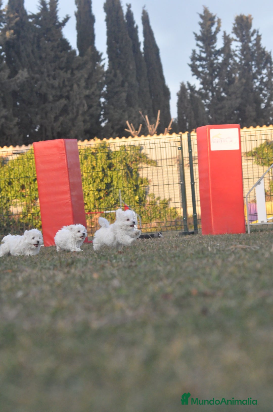 Bichón Maltés perros en venta: expectaculares cachorros - Anuncio 4