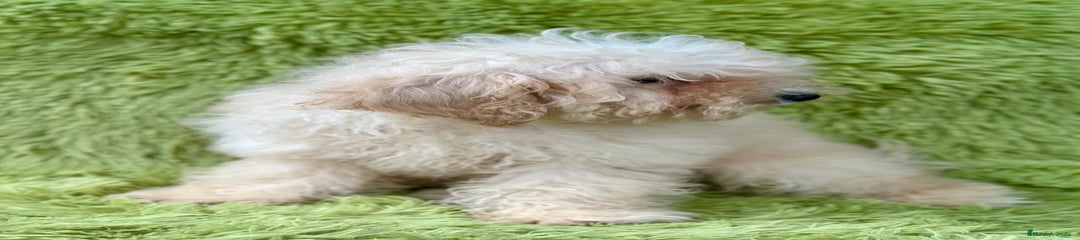 Caniche Mediano Cachorro 1