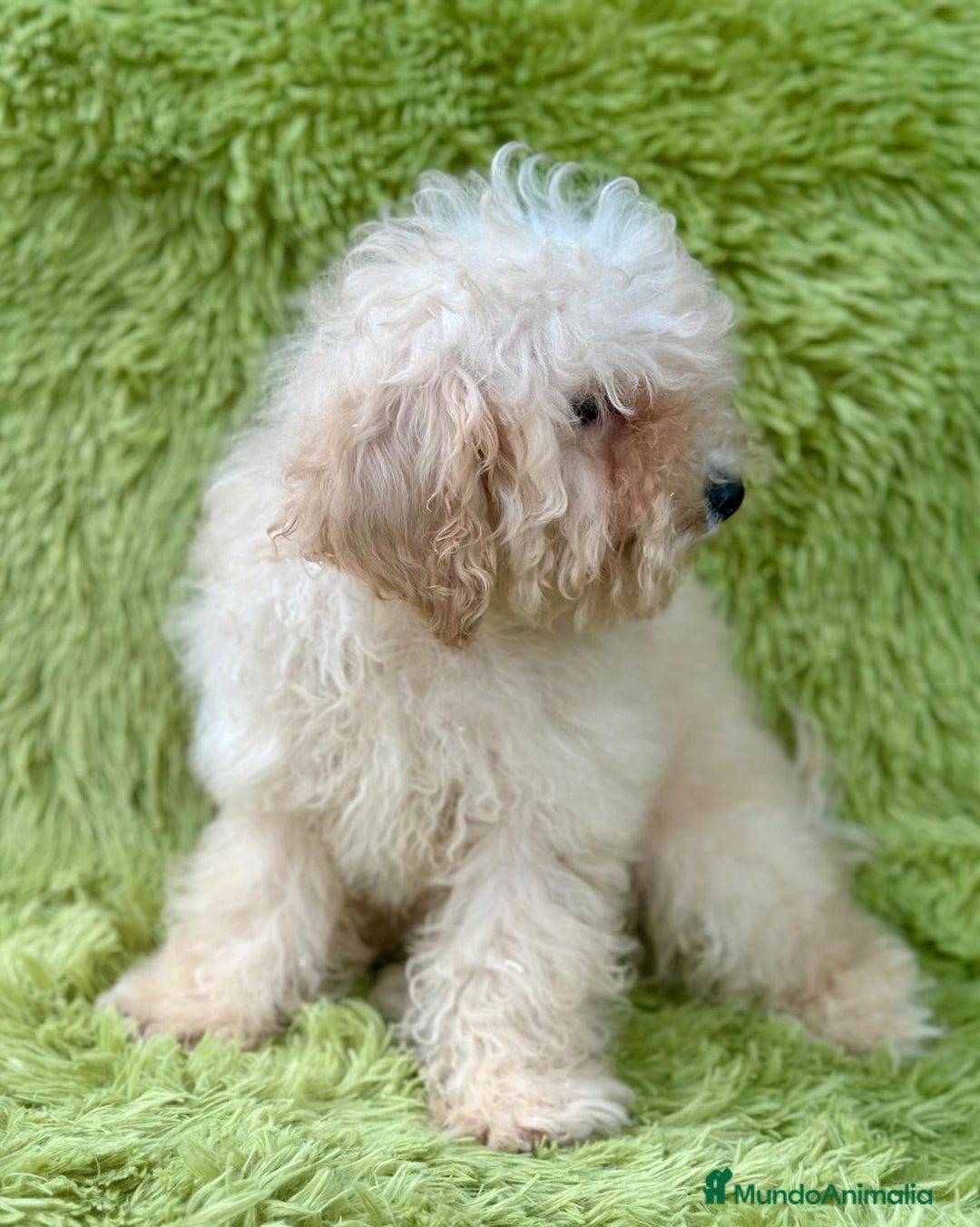 Caniche Mediano perros en venta: Caniche mediana crema  - Imagen 3