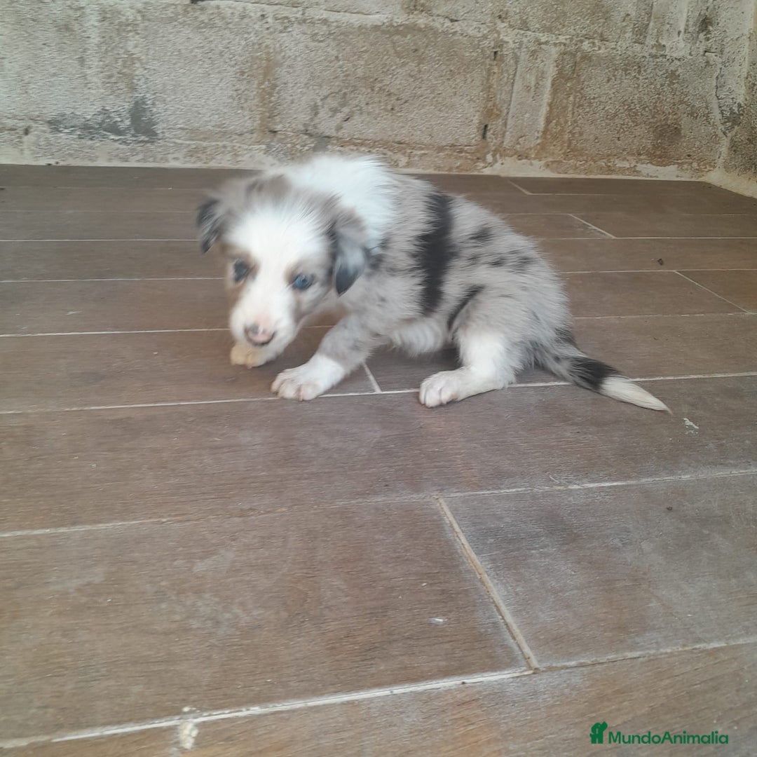 Border Collie perros en venta: BORDER COLLIE - Imagen 9