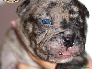 American Bully perros en Sevilla - Anuncio 34