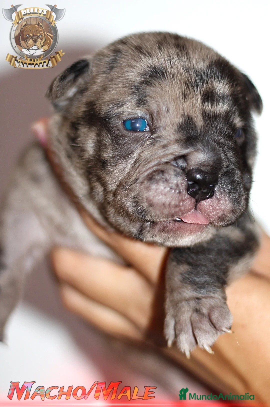 American Bully perros en venta: AMERICAN BULLY CRIADOR VERIFICADO Y PROFESIONAL en Sevilla - Anuncio 1