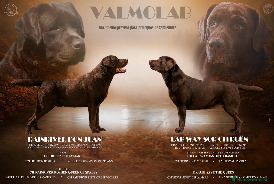 Labrador Retriever perros en venta: LABRADOR CHOCOLATE DISPONIBLE - Anuncio 1