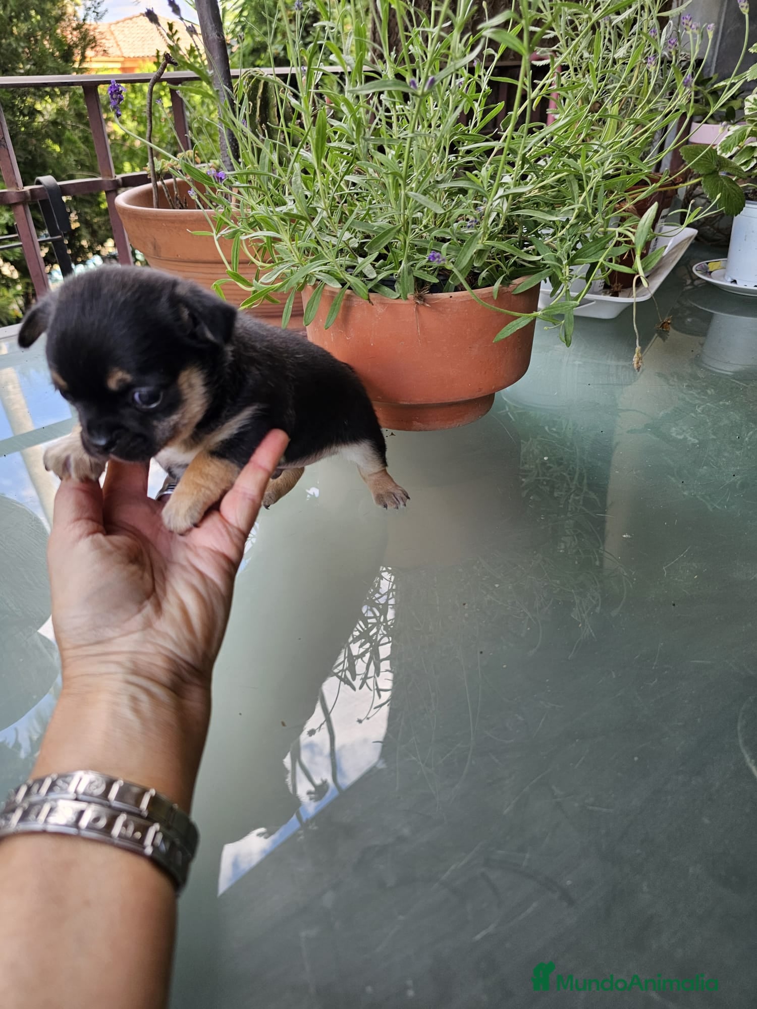 Chihuahua perros en venta: Chihuahua bicolor  - Anuncio 2