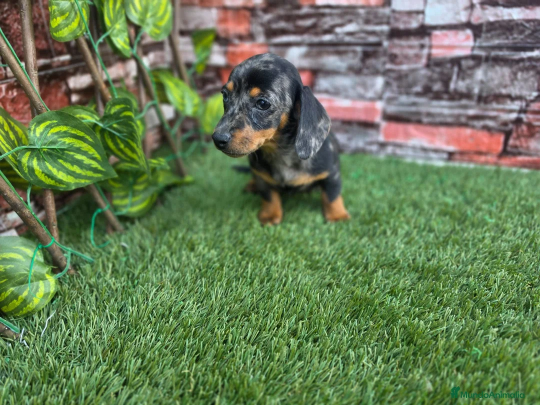 Teckel Miniatura perros en venta: TECKEL KANNINCHEN ARLEQUIN - Anuncio 1