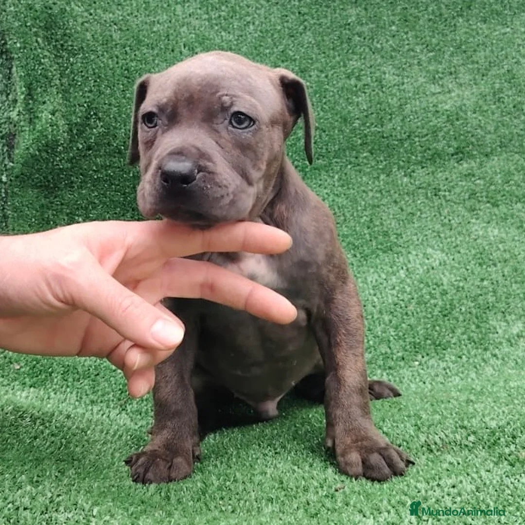 American Staffordshire-Terrier perros en venta: American Stanford - Anuncio 2