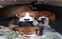 Beagle perros en venta: Cachorros de Beagle  - Imagen 5