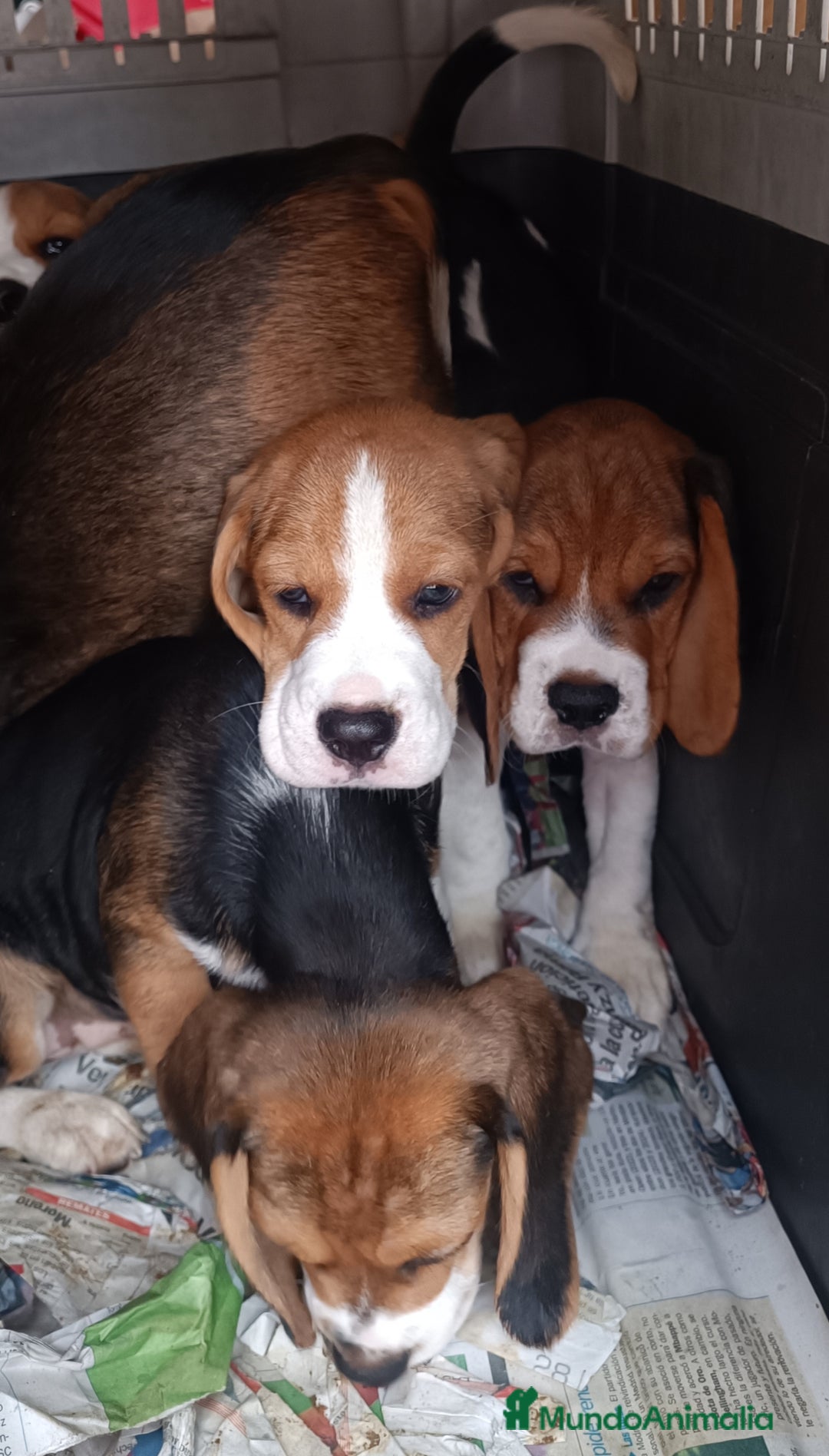 Beagle perros en venta: Cachorros de Beagle  - Imagen 5
