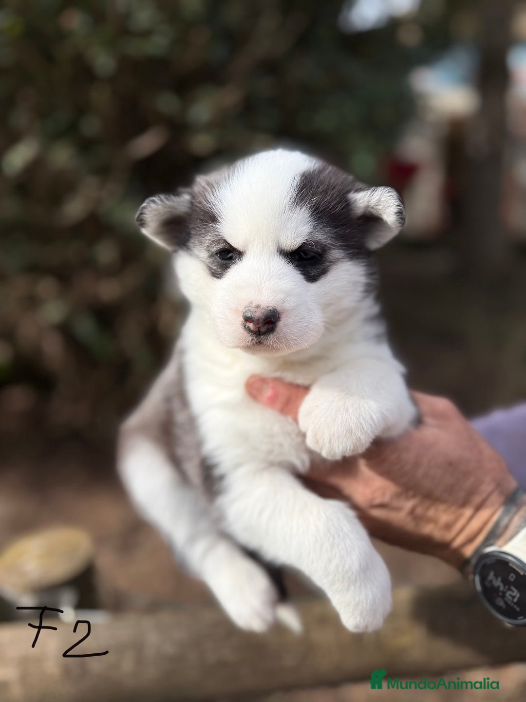 Husky Siberiano perros en venta: HUSKY SIBERIANO - Anuncio 7