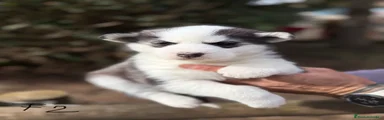 Husky Siberiano Cachorro 4