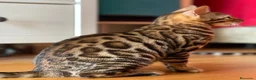 Bengalí gatos en venta: Hembra Bengalí de Alta Calidad - Anuncio 3