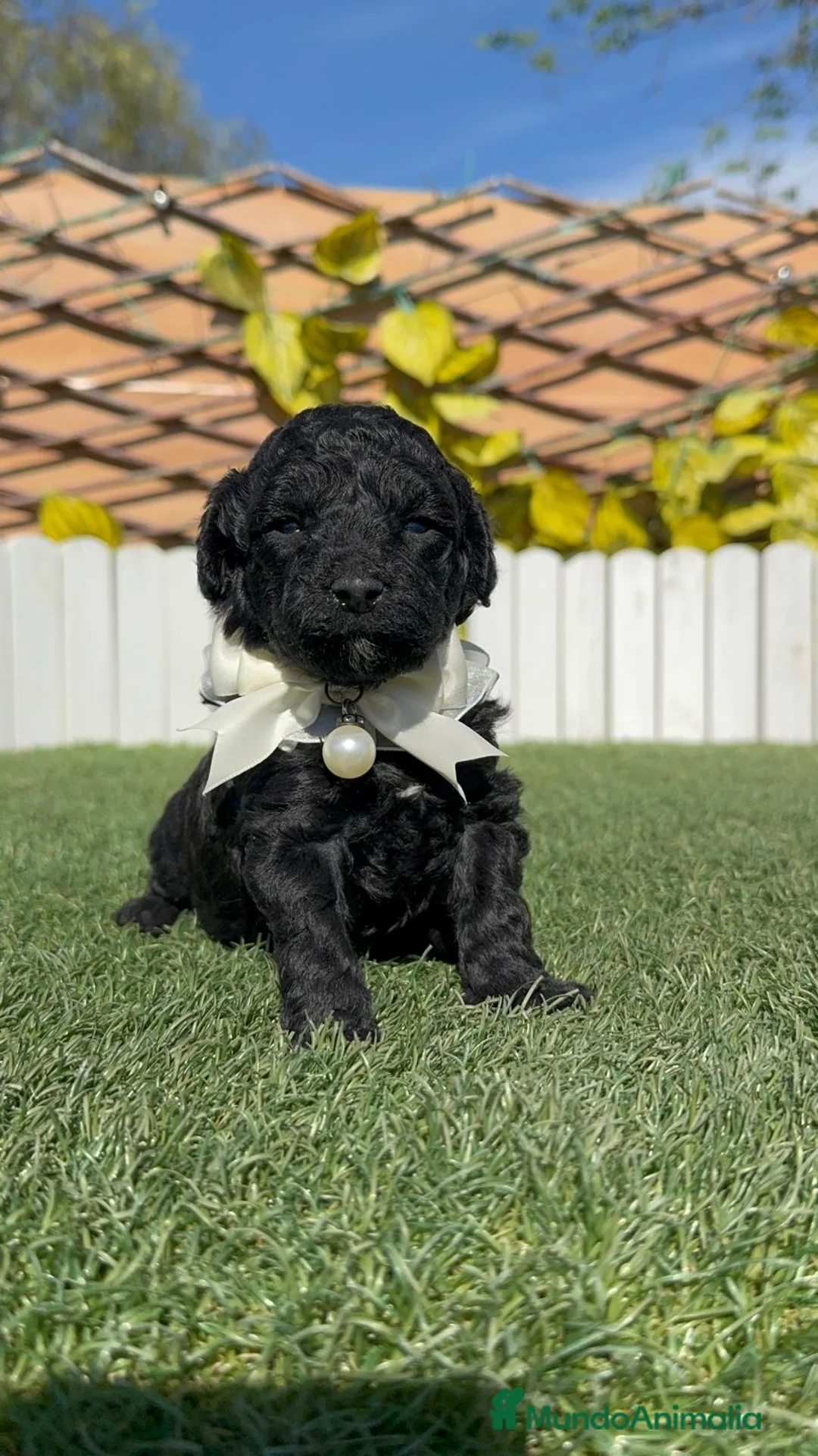 Caniche Toy perros en venta: CANICHE TOY  - Anuncio 17