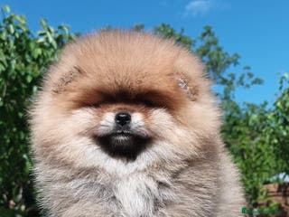 Pomerania perros POMERANIA TOY - Anuncio 6