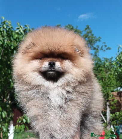 Pomerania perros - Anuncio 15