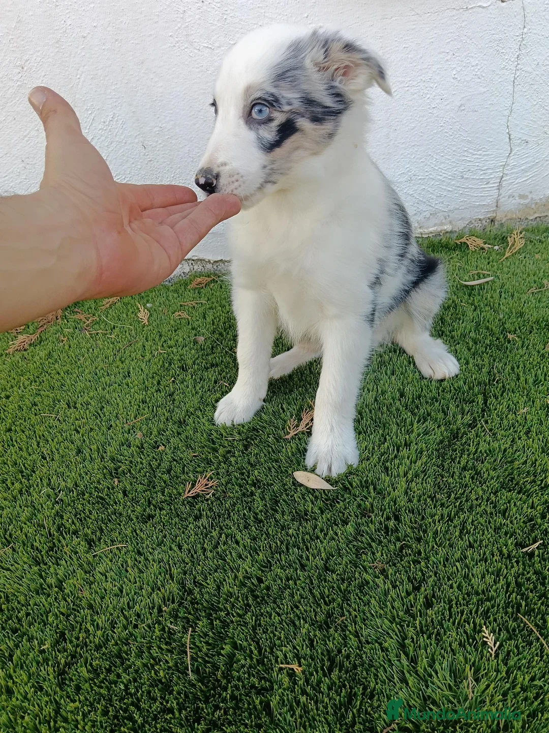 Border Collie perros en venta: Machitos de Border Collie Ojos Azules - Anuncio 4