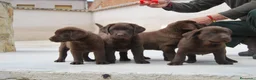Labrador Retriever perros en venta: Labrador de Alto del pago, cachorros en Madrid - Anuncio 3