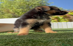 Pastor Alemán perros en venta: PASTOR ALEMAN - Imagen 7