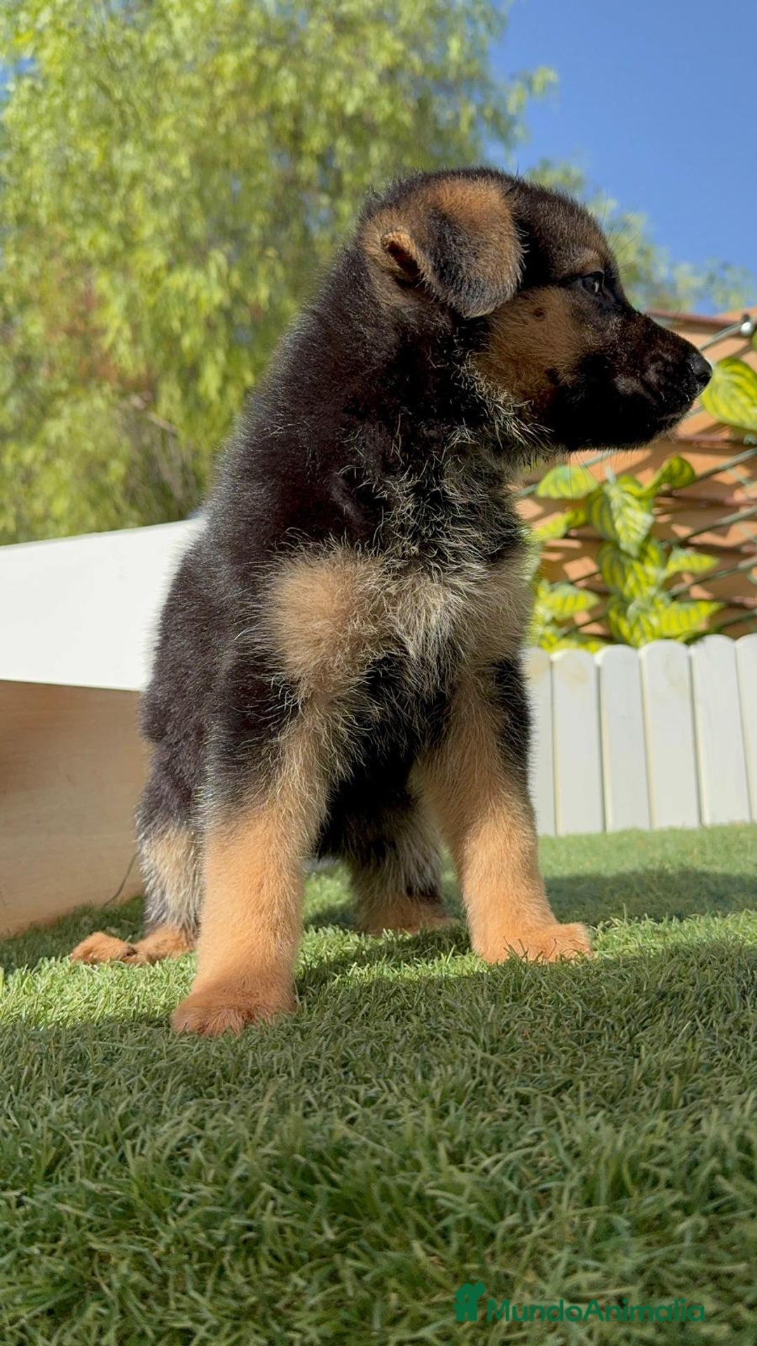 Pastor Alemán perros en venta: PASTOR ALEMAN - Imagen 7