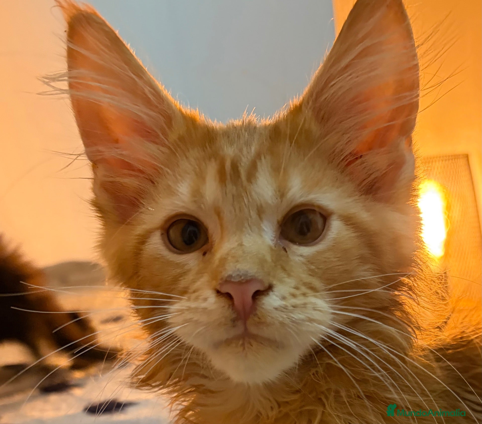 Maine Coon gatos en venta: Berlioz - Anuncio 1