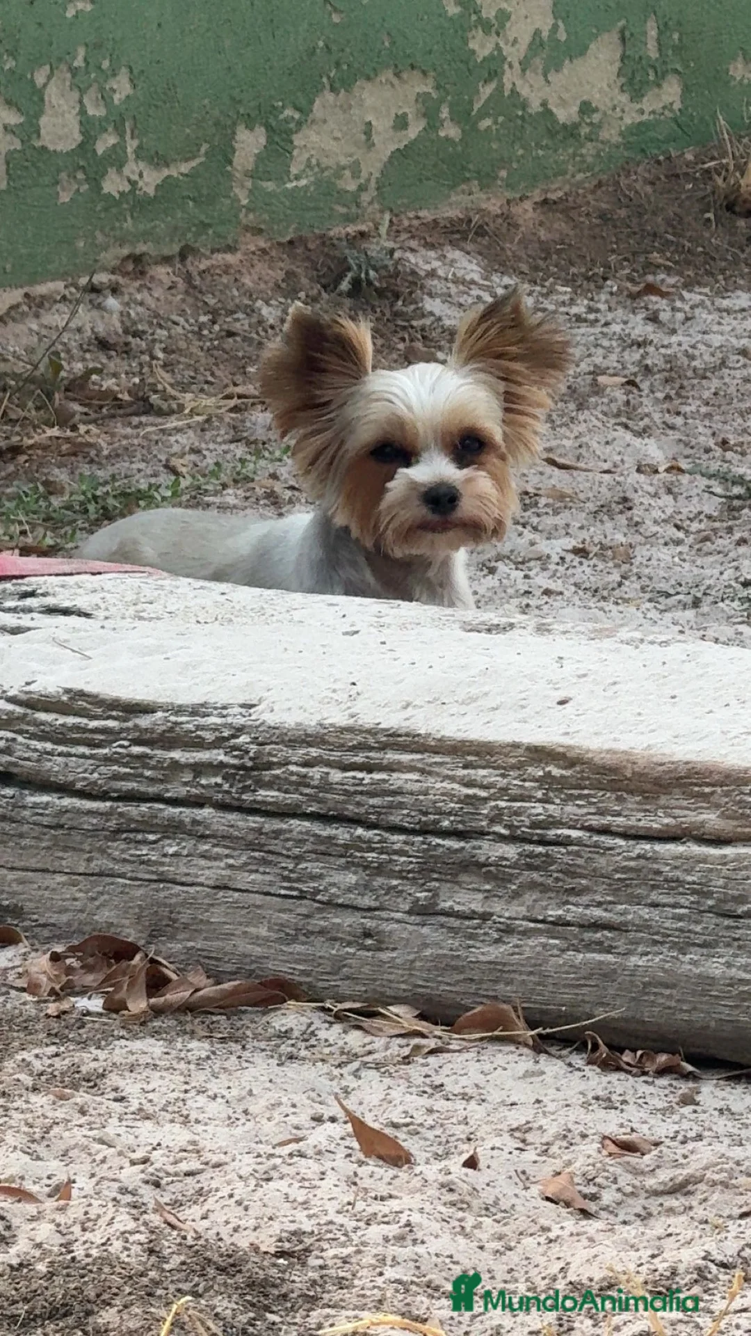 Biewer Yorkshire Terrier a la Pom Pon perros en venta: una linda niña Yorkshire - Anuncio 1